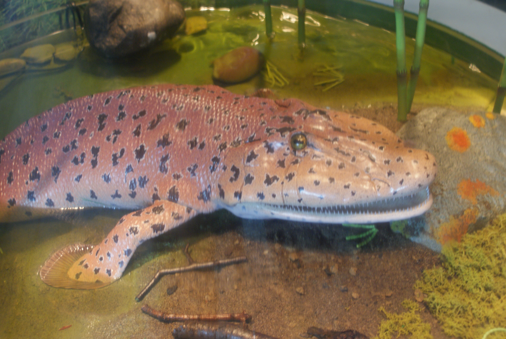 A museum display model of a Tiktaalik roseae, an extinct lobe-finned fish often described as a "fishapod" because it represents the evolutionary transition between fish and four-legged land animals.

The creature has a flattened, crocodile-like head with eyes on top, a wide mouth filled with small teeth, and a body covered in pinkish-tan skin with dark, irregular spots. One of its sturdy, limb-like front fins is positioned as if propping the animal up on a sandy bank. The background features a shallow water environment with green aquatic plants and smooth river rocks.