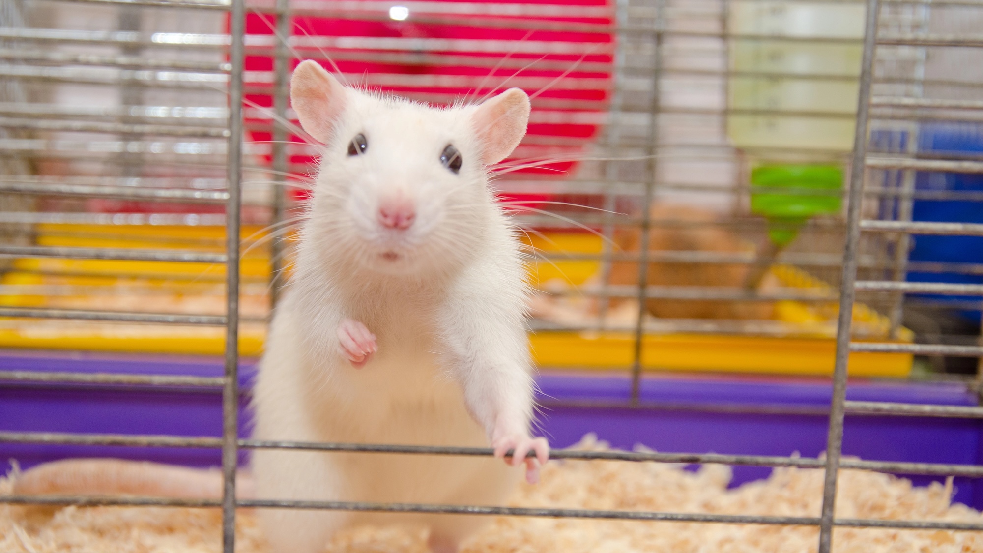 close up of white lab rat inside cage