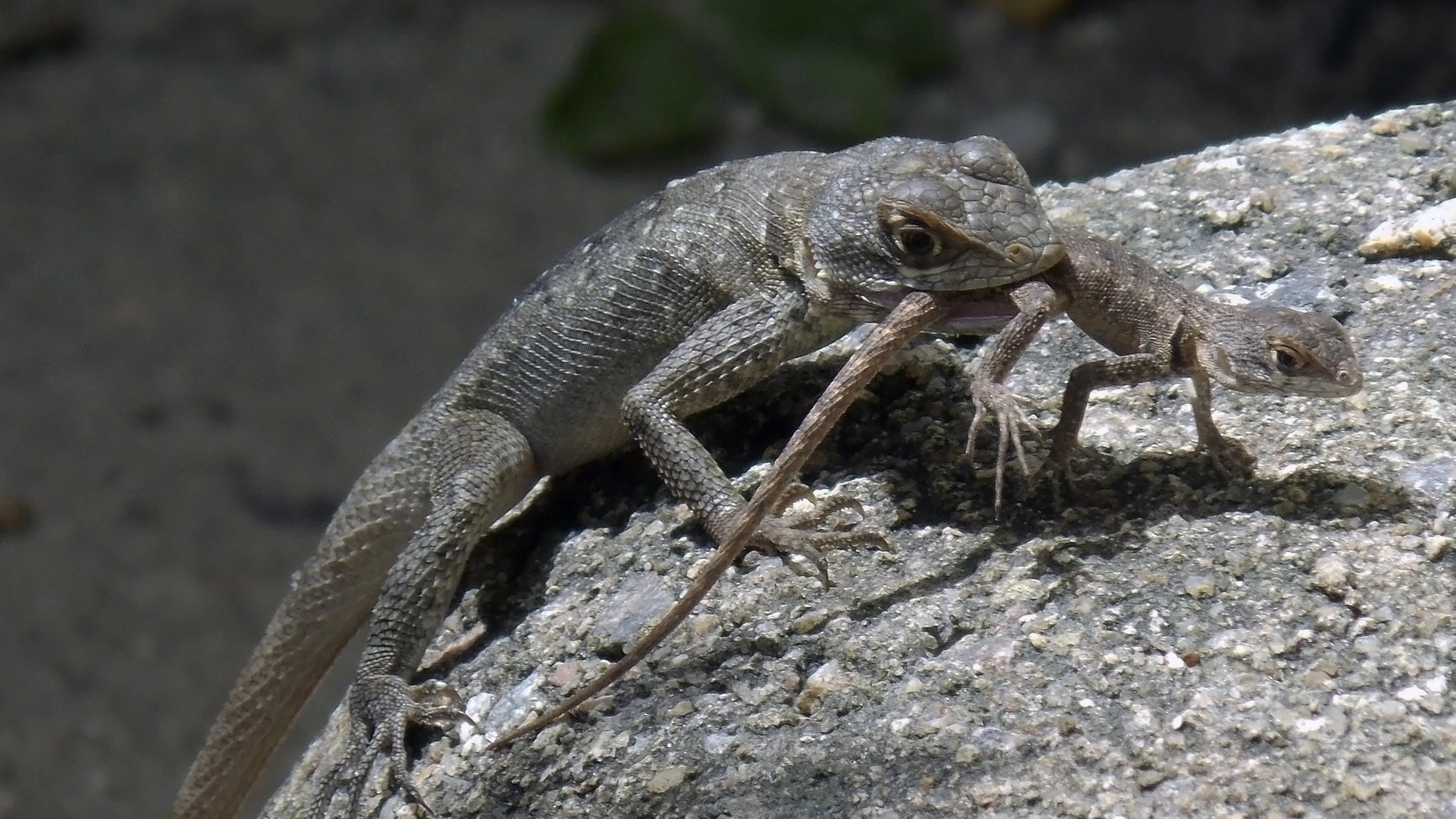 A large brown lizard, possibly a mother, is perched on a gray rock, eating a much smaller, lighter-colored juvenile lizard, which it holds in its mouth. The juvenile appears to be struggling or caught in the act.