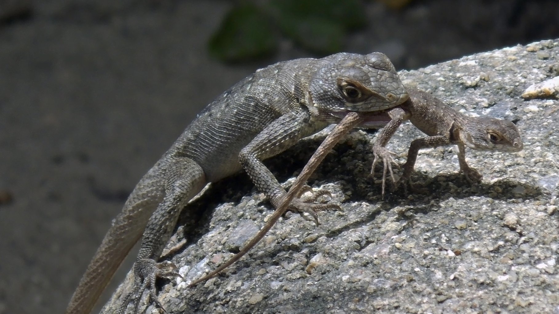 A large brown lizard, possibly a mother, is perched on a gray rock, eating a much smaller, lighter-colored juvenile lizard, which it holds in its mouth. The juvenile appears to be struggling or caught in the act.