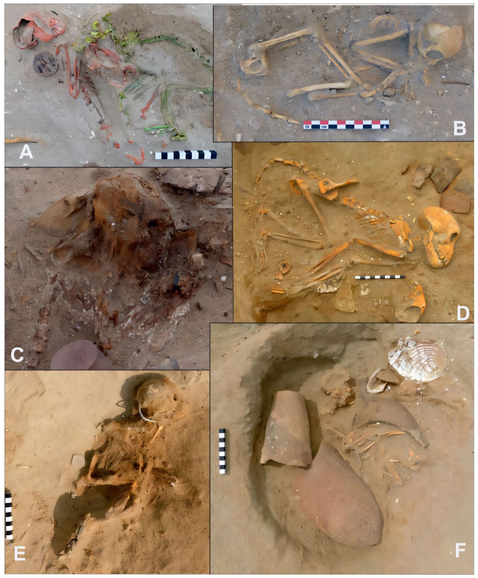 Selected monkey burials from the Berenike pet cemetery. Credit: P. Osypiński, M. Osypińska / Journal of Roman Archaeology