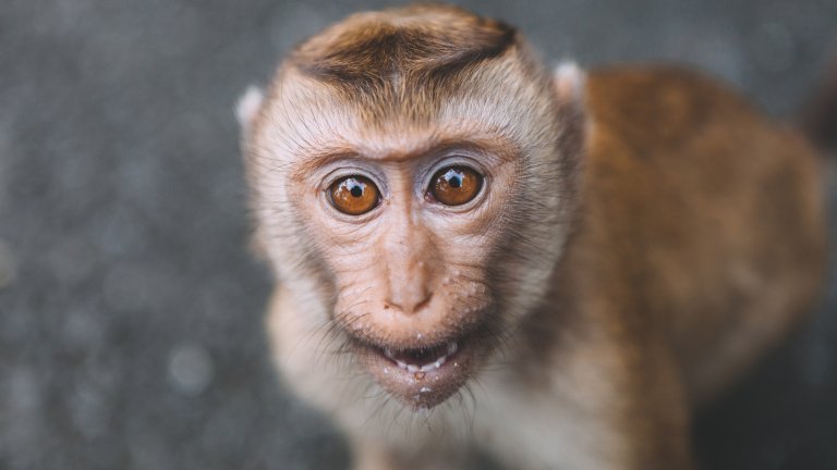 Portrait of monkey. Close-up monkey have a rest. Fooling around. Eating bananas. Thailand