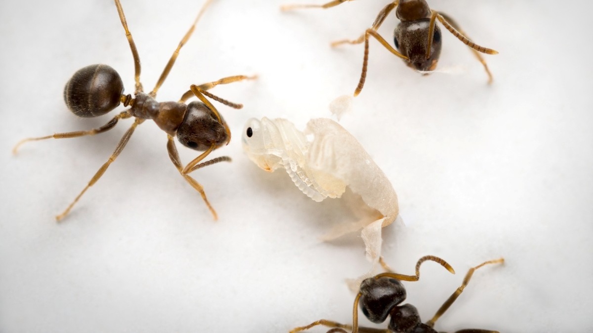 Ants checking pupa cocoon against white background