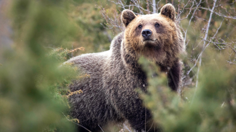 a large brown bear in italy