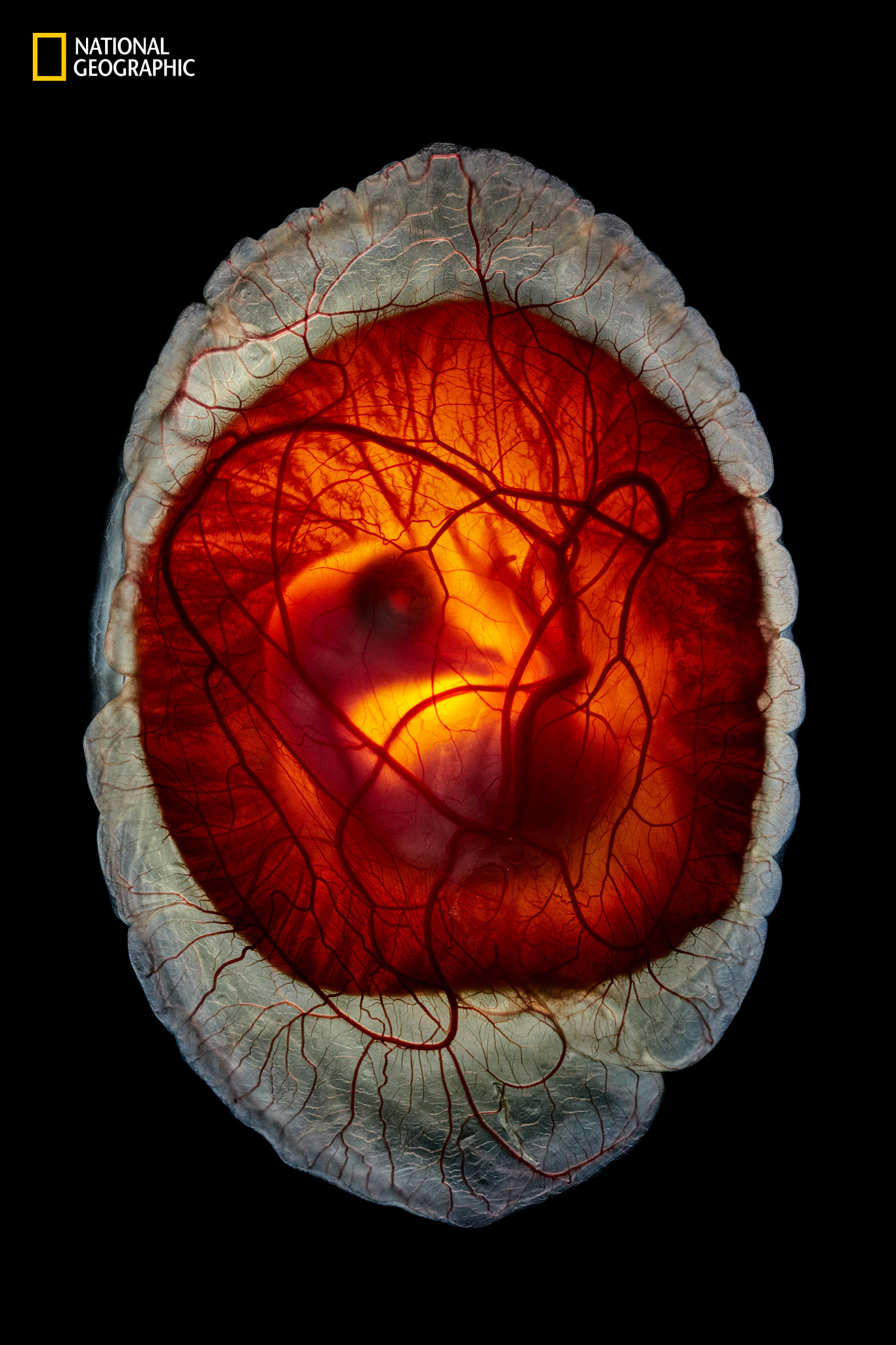 For years, photographer Anand Varma has attempted to document when an egg yolk can still be seen but a bird form has clearly emerged. He experimented by incubating embryos in artificial shells before finally capturing the transformation at 12 days old. Varma separately raised some embryos to chicks, which he donated to people in the community. (Photo by Anand Varma)