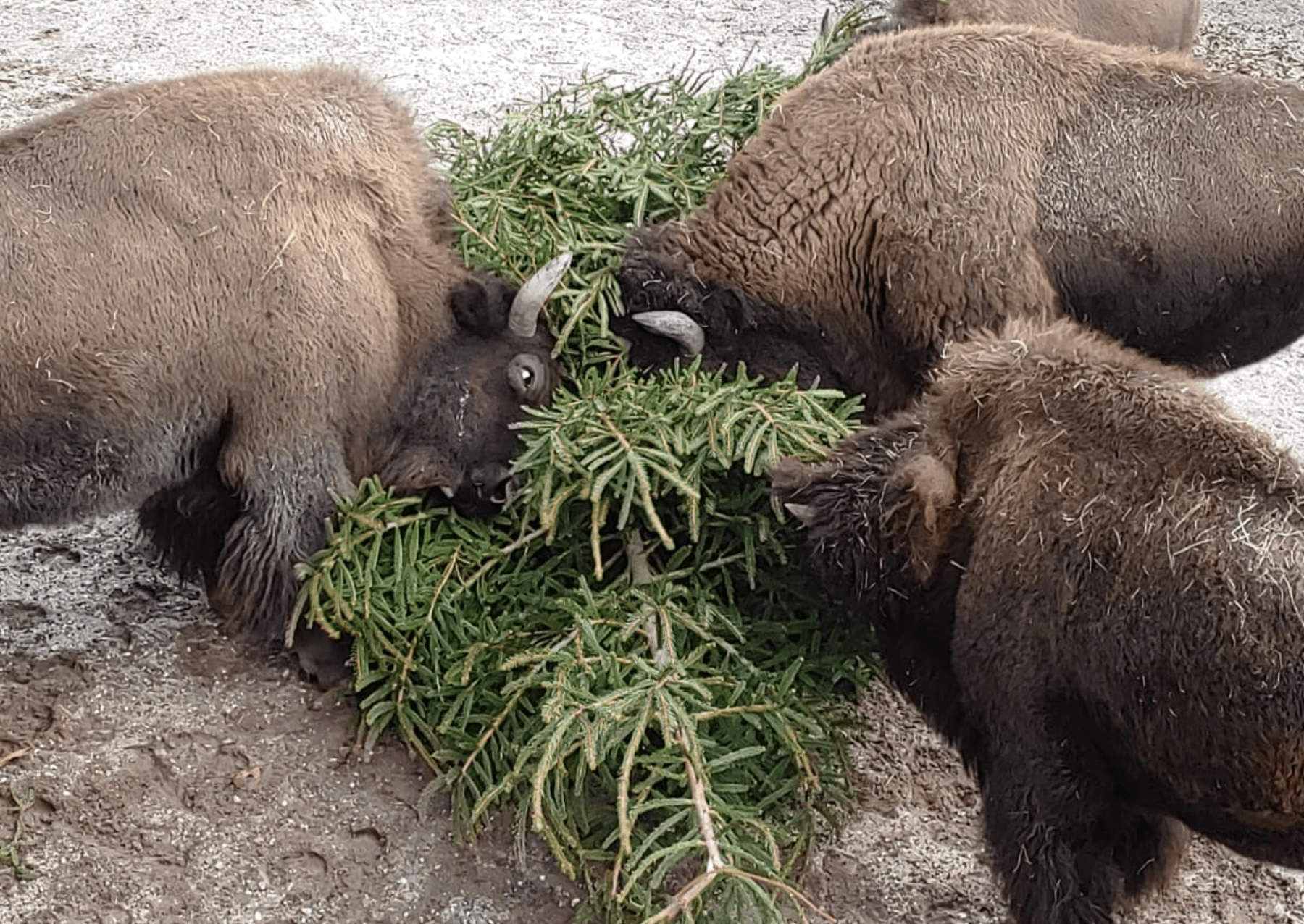 four bison headbutting evergreen trees