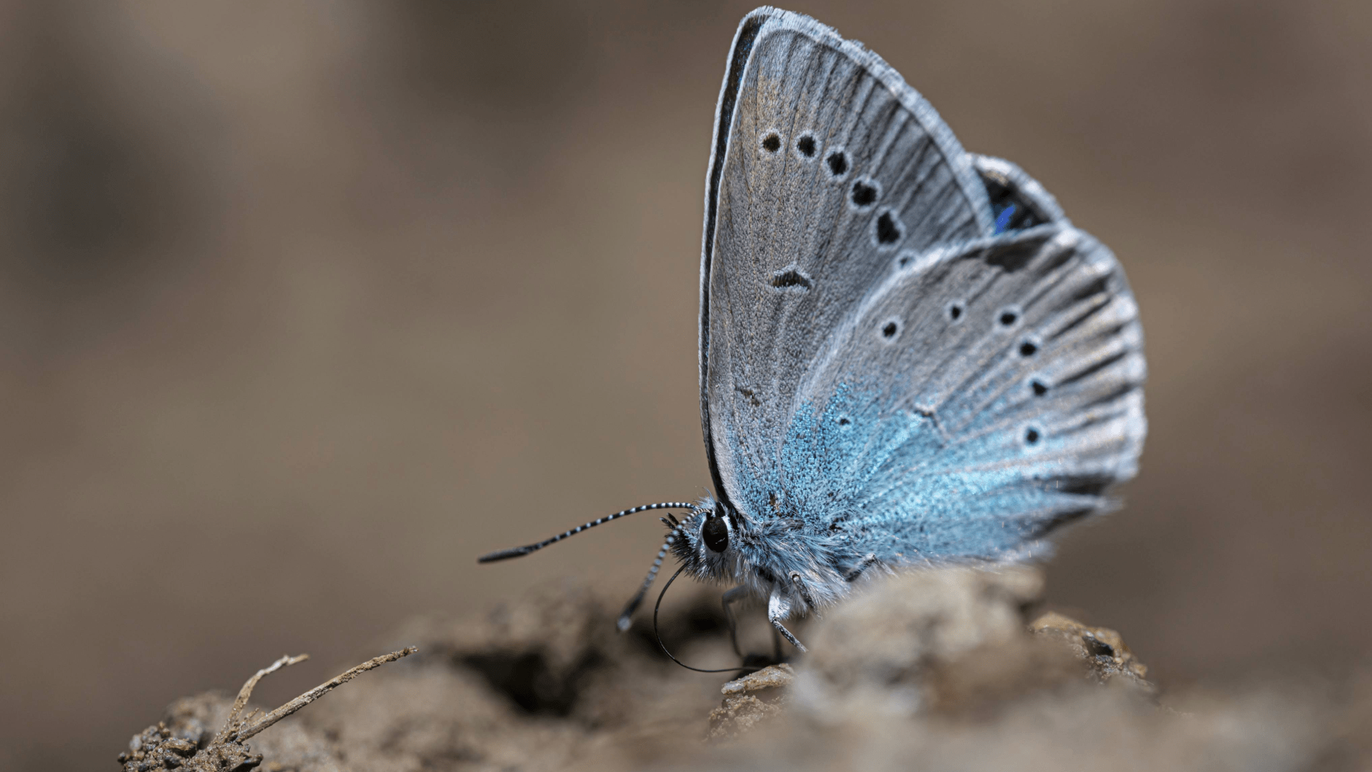 a butterfly with blue wings with black spots