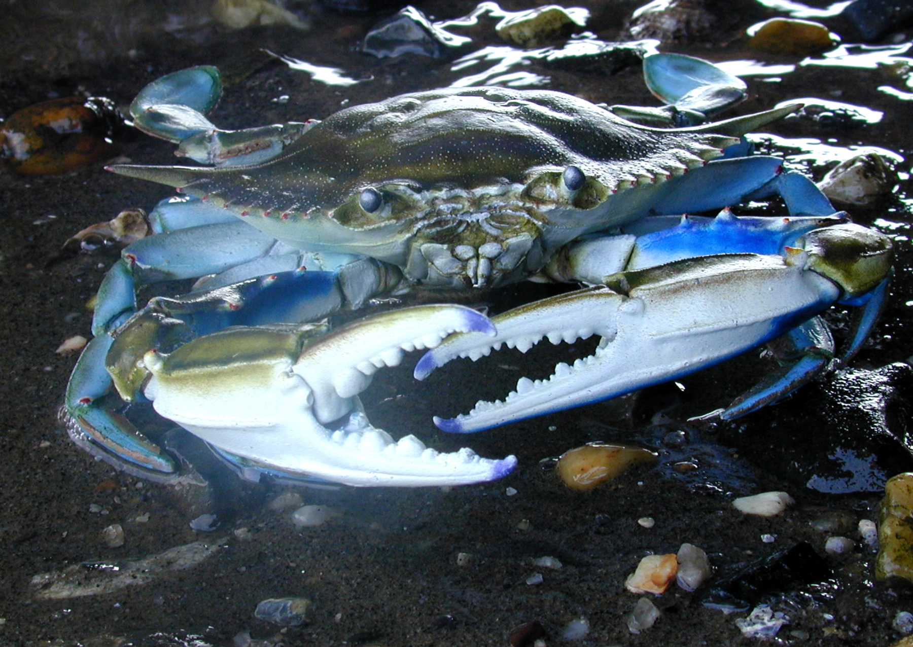 blue crab in water