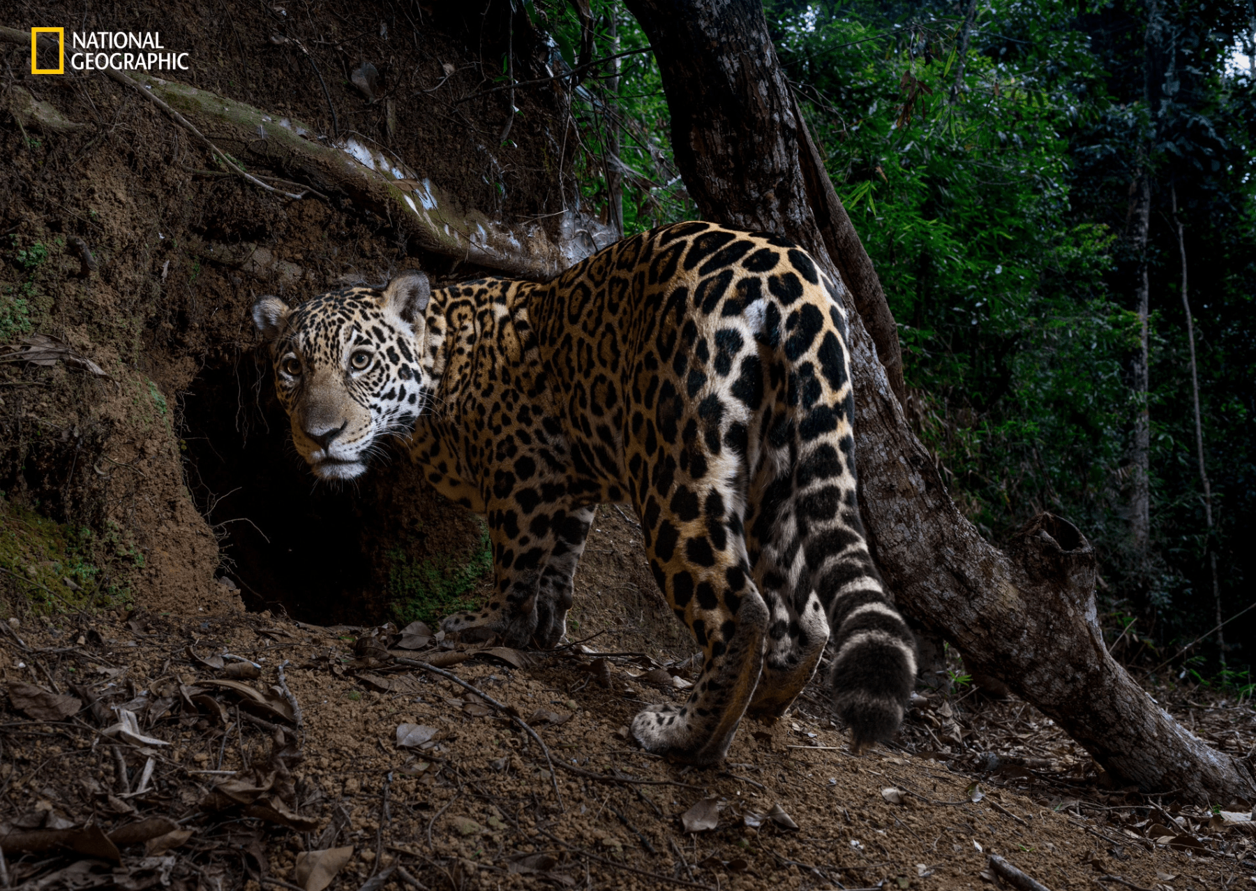 a jaguar in a jungle looks behind as it walks into a den