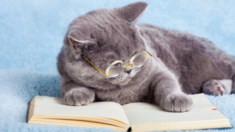 A fluffy, grey British Shorthair cat wearing small, gold-rimmed round glasses sits behind an open book on a soft blue textured surface. The cat is looking down at the blank pages as if intently reading.