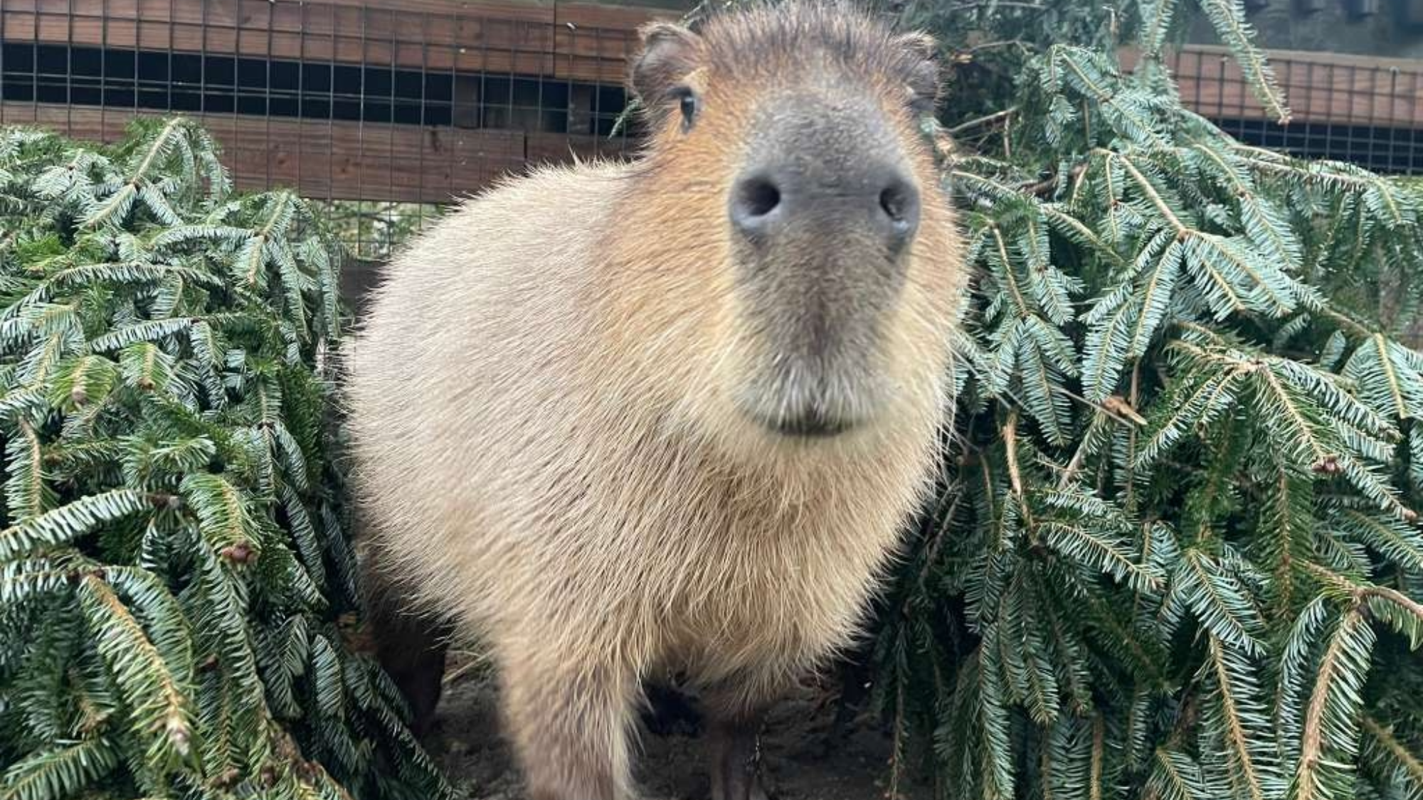 Donated Christmas trees get a second life at the zoo