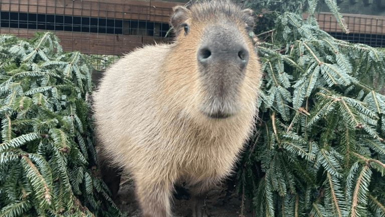 a capybara between two evergreen trees
