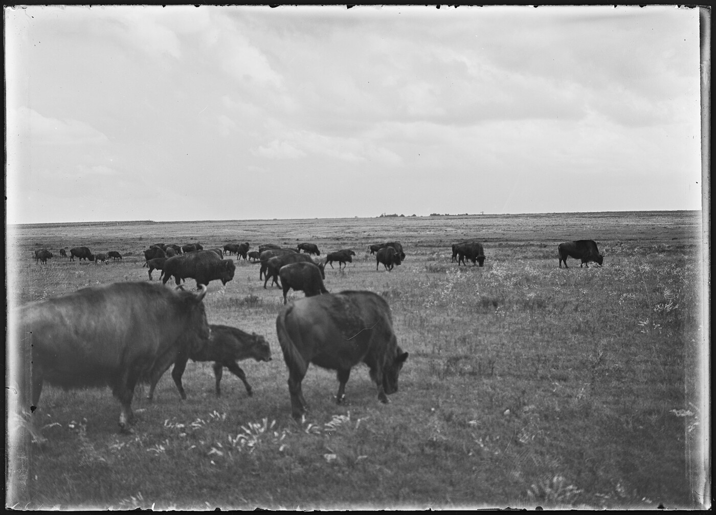 A herd of catalo on a large grassy plain grazing. The old, vintage, black and white photo shows maybe two dozen catalo.