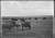 A herd of catalo on a large grassy plain grazing. The old, vintage, black and white photo shows maybe two dozen catalo.