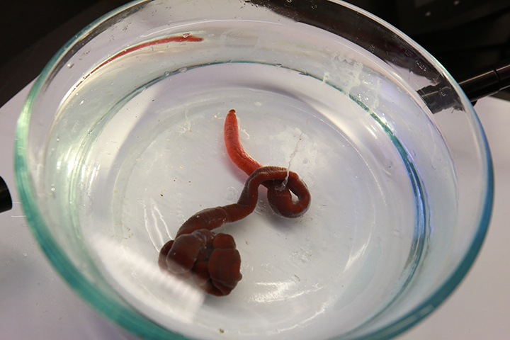a worm in a glass bowl