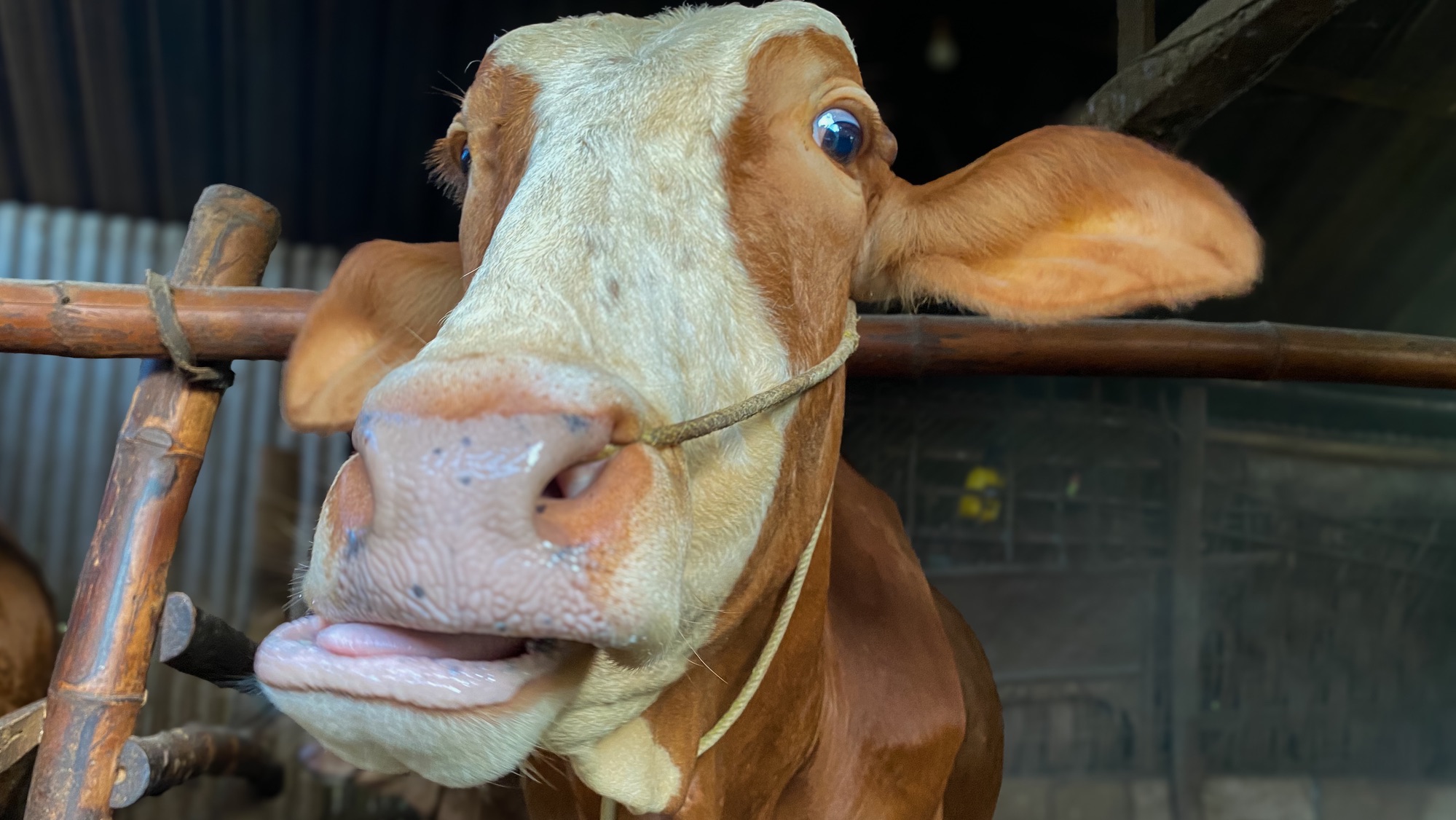 cow_vaccines.jpg?quality=85&w=1200