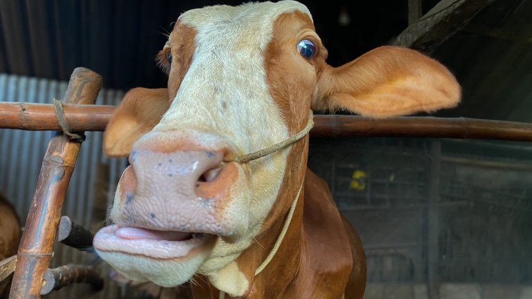 close up of a cow in a pen, chewing dry grass