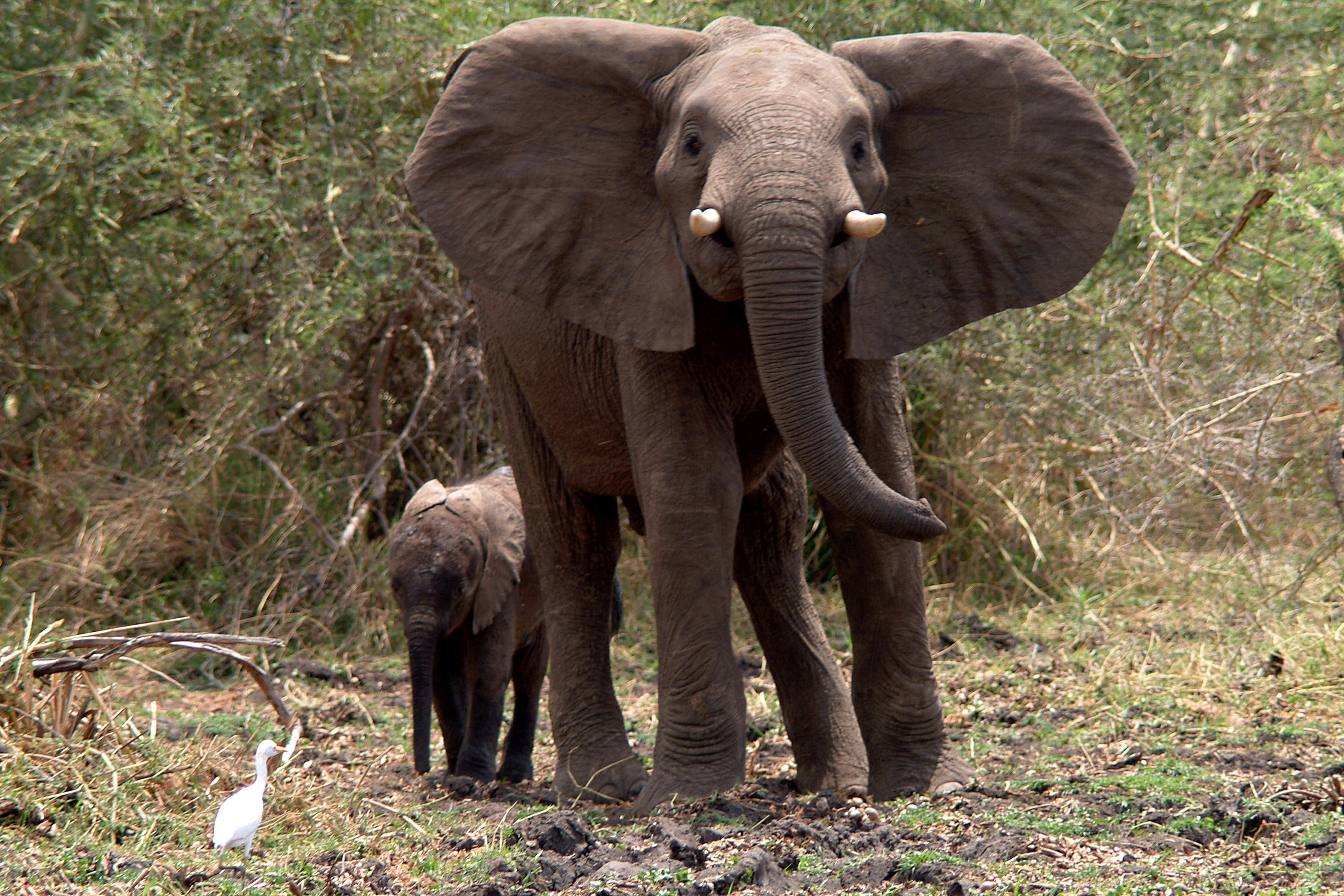 Why do elephants have such big ears? There’s not one answer.插图1 An adult elephant spreads ears wide as a baby elephant stands behind her. They're in the African savannah and it's muddy and green. A small white bird is on the right.