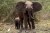 An adult elephant spreads ears wide as a baby elephant stands behind her. They're in the African savannah and it's muddy and green. A small white bird is on the right.