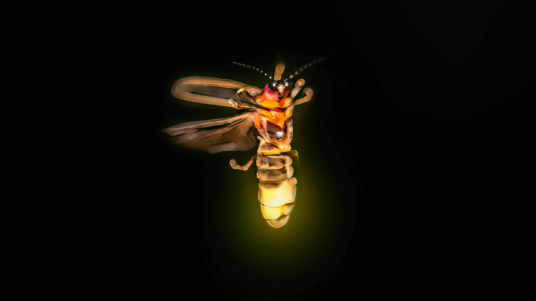 a firefly glowing on a black background