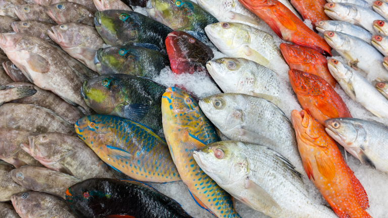 several full fish laying on ice. the fish are orange, white, and multicolored