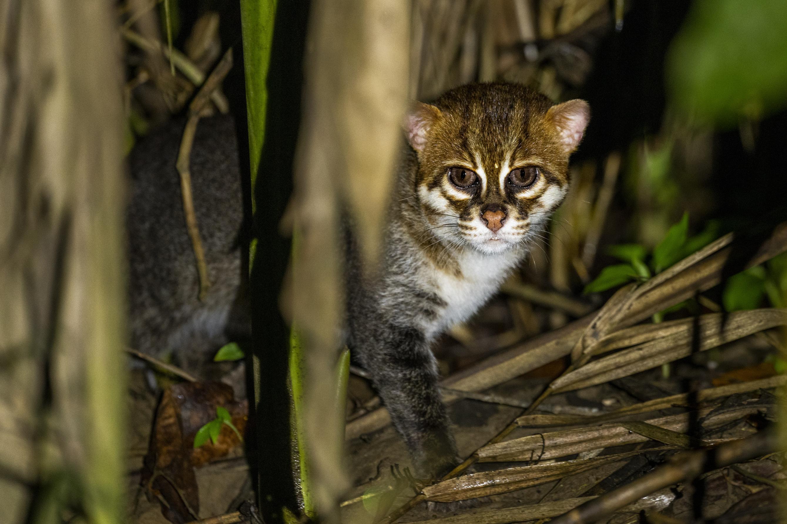 a small wild cat in reeds