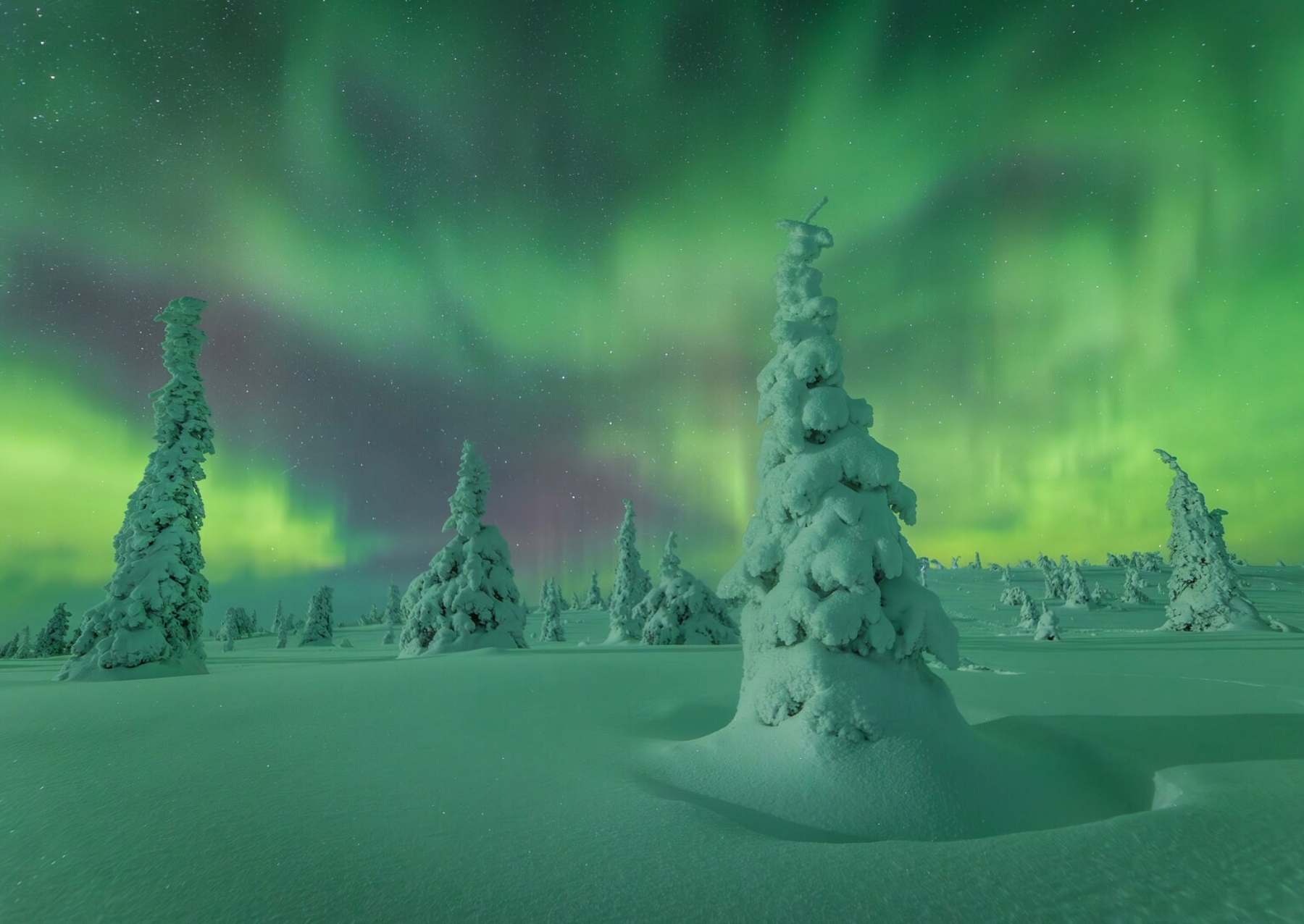 green and purple aurora glowing over snow covered trees