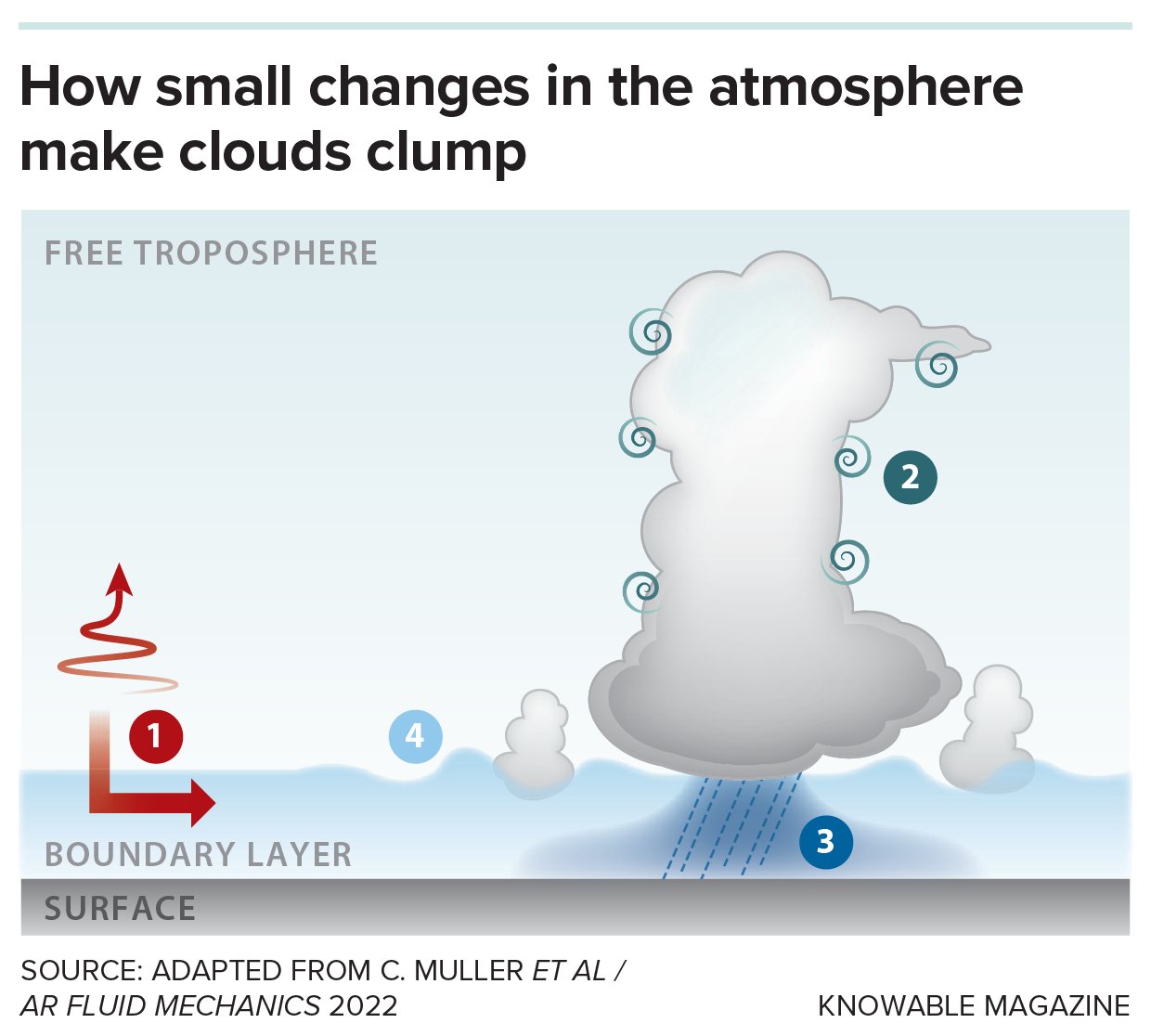 A scientific infographic titled "How small changes in the atmosphere make clouds clump," illustrating four numbered stages of interaction between the surface, boundary layer, and free troposphere.