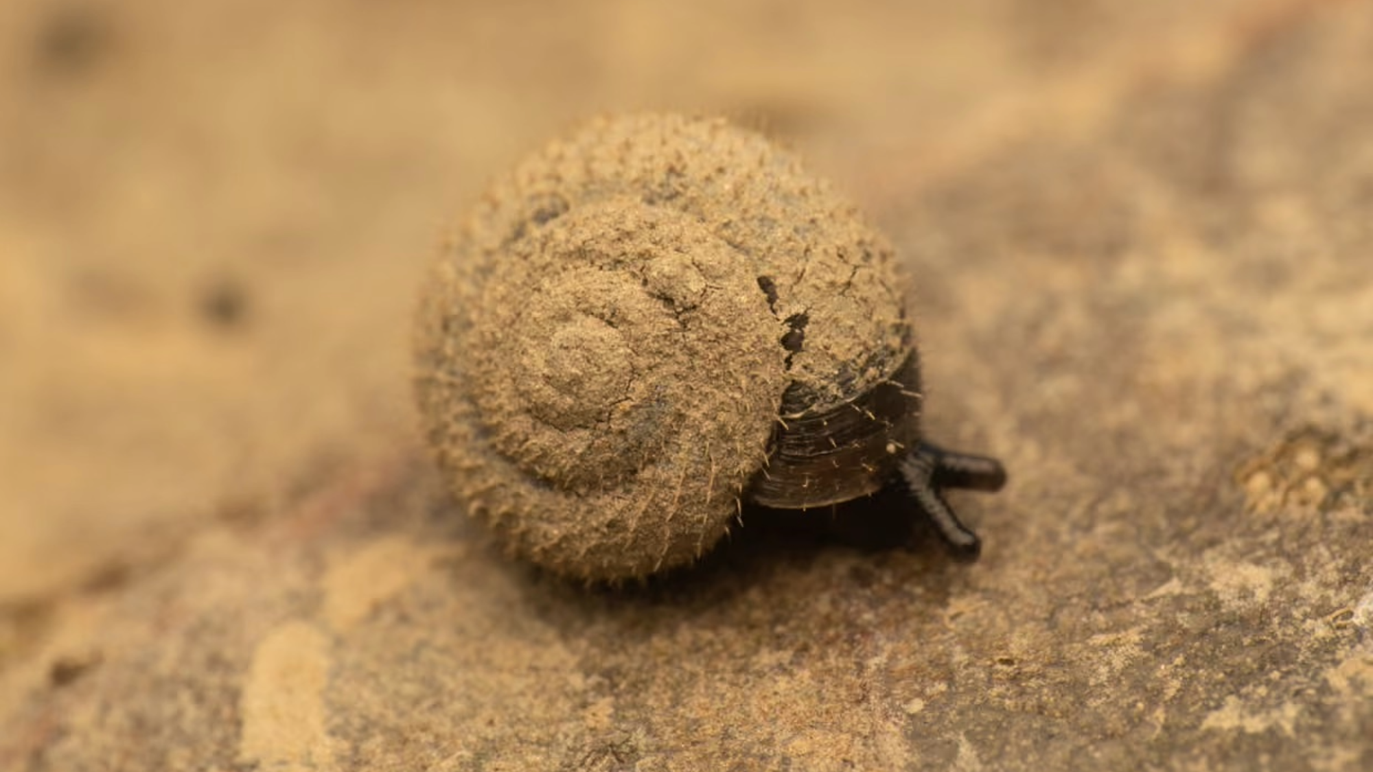 a brown snail