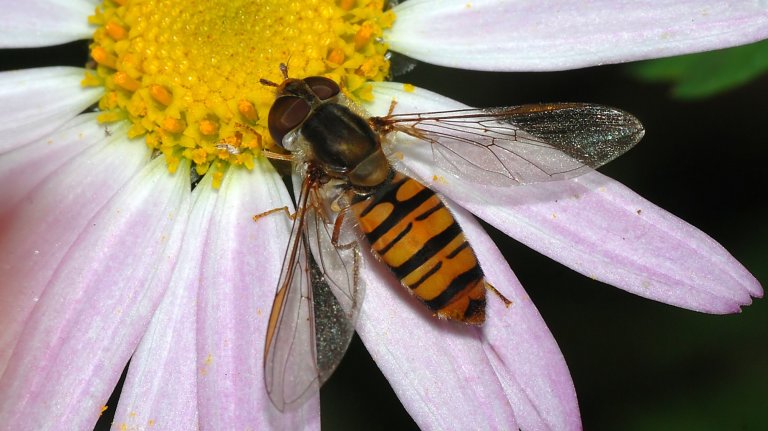 A close-up photograph shows a hoverfly (Syrphidae) resting on the yellow center and pale pink/white petals of a flower. The hoverfly has a black and orange striped abdomen, mimicking a bee or wasp, and clear wings. Its head and thorax are dark brown/black.