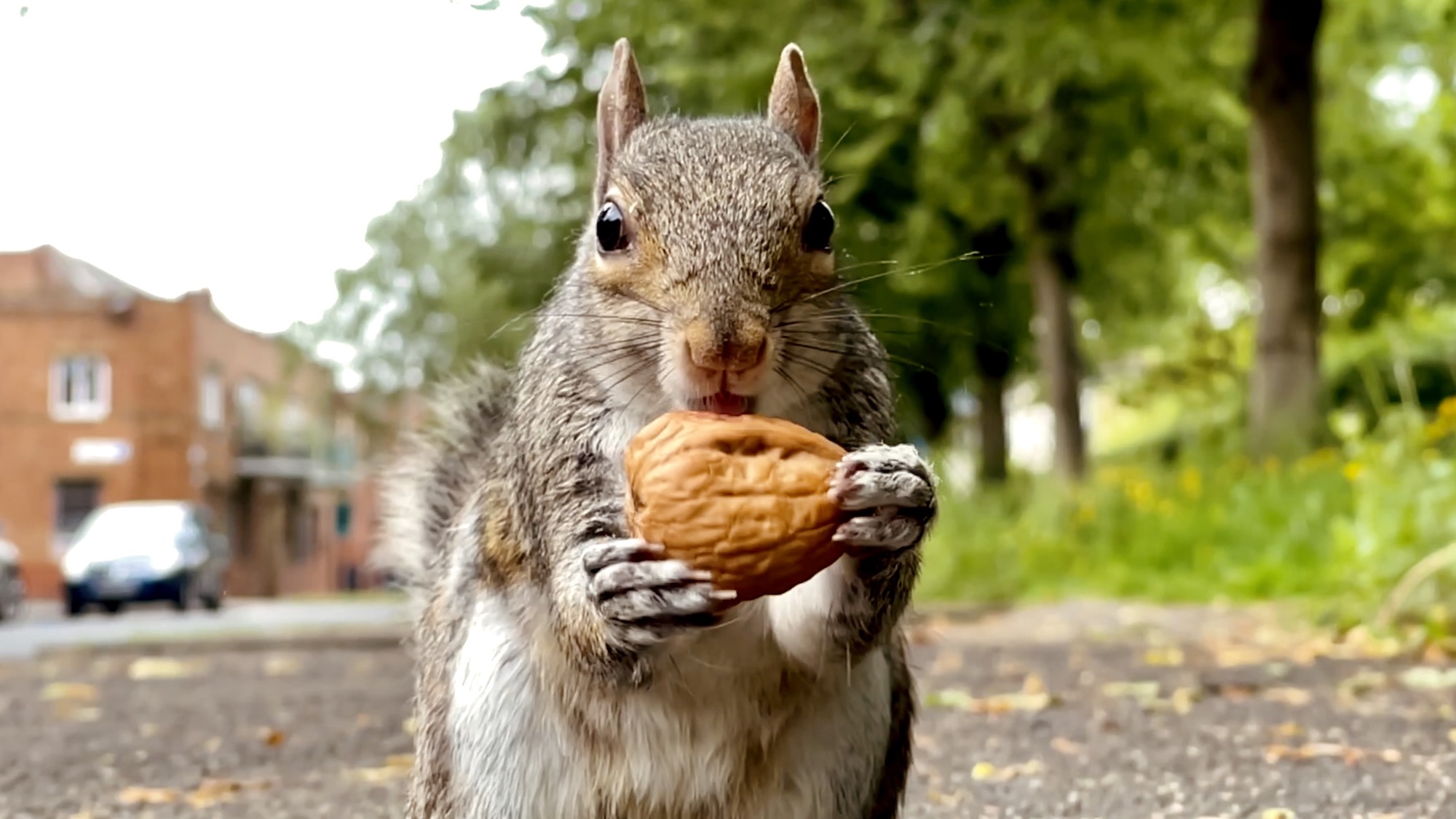 close-up of Grey/Gray squirrel holding a walnut