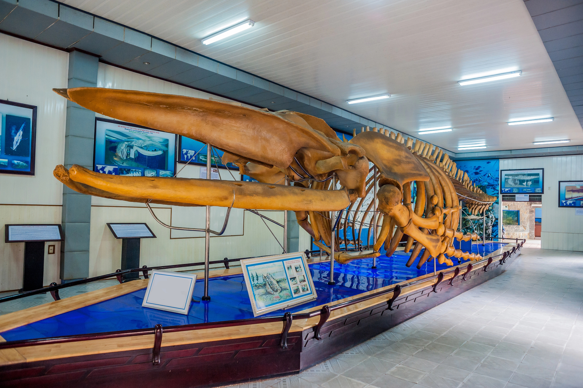 A complete humpback whale skeleton is mounted on a long, boat-shaped platform inside a museum or visitor center. The skeleton is a yellowish-tan color, featuring a massive skull with a long upper jaw and a curved lower jaw, followed by a series of large ribs and a long, tapering spinal column. The platform is surrounded by a blue surface that mimics water and is lined with informational placards and framed photographs on the walls. The room has white paneled walls and a bright, fluorescent-lit ceiling.