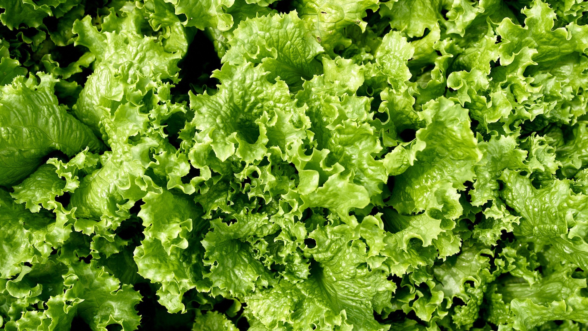 Background of close up lettuce leaves. Top view