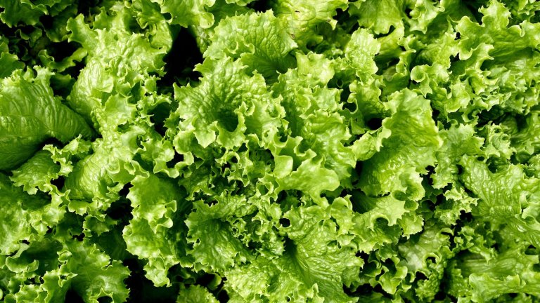 Background of close up lettuce leaves. Top view