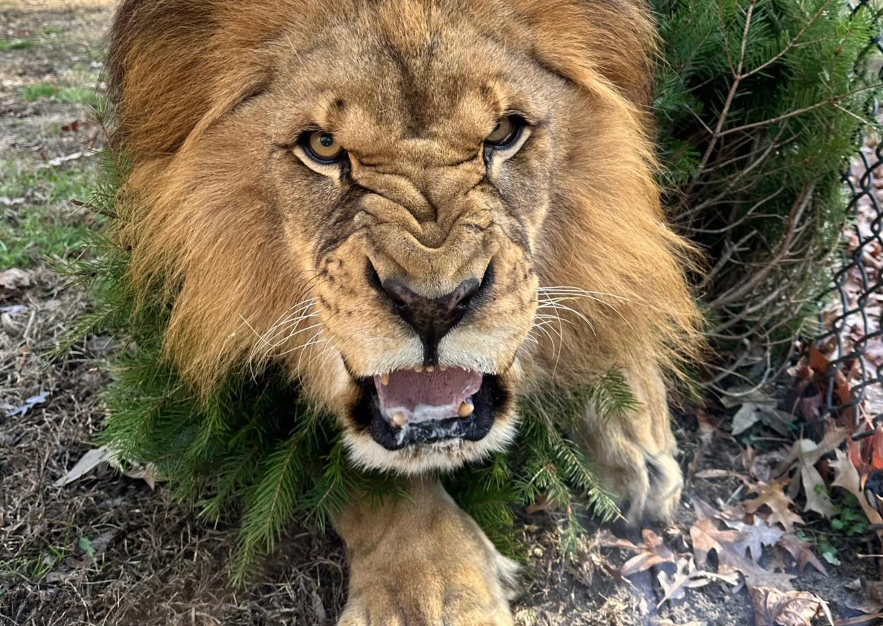 a lion growls while laying on an evergreen tree