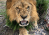 a lion growls while laying on an evergreen tree