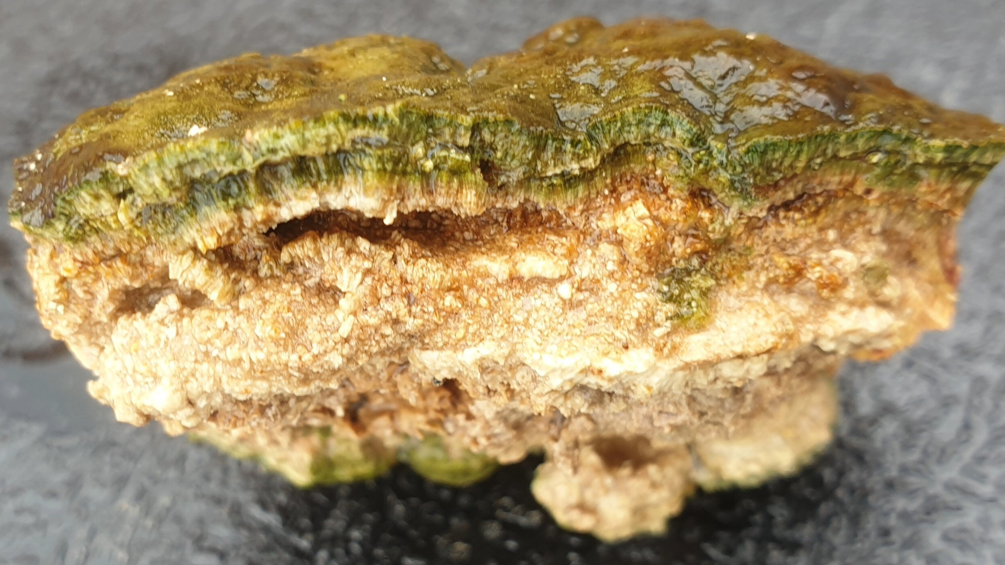 A cross sectional image of an actively growing microbialite from South Africa.