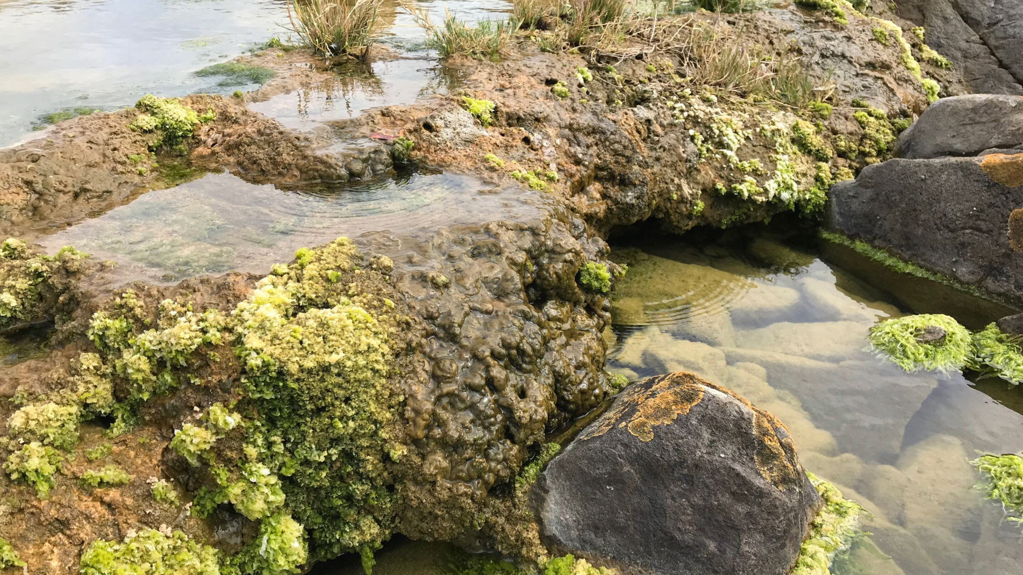 A pool of water dominated by microbialites in South Africa's Eastern Cape. 
