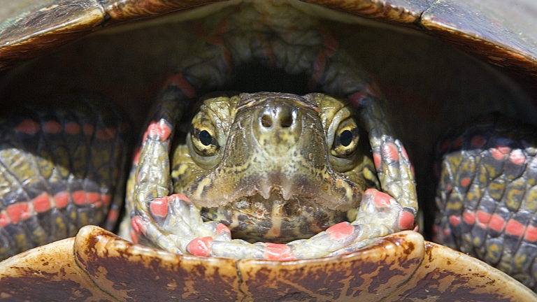 a close up of a turtle with its head in its shell