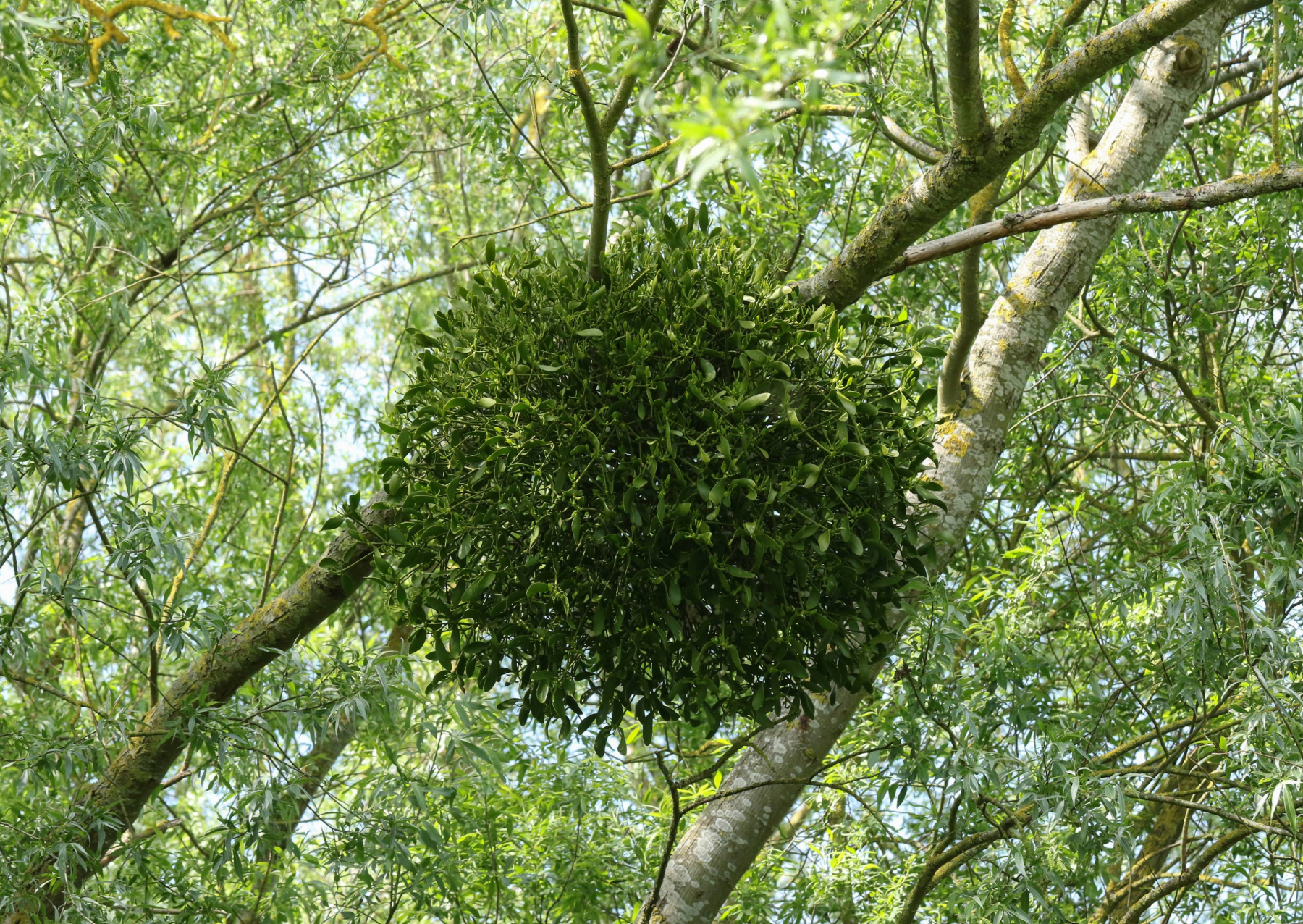 a bunch of mistletoe growing on a tree