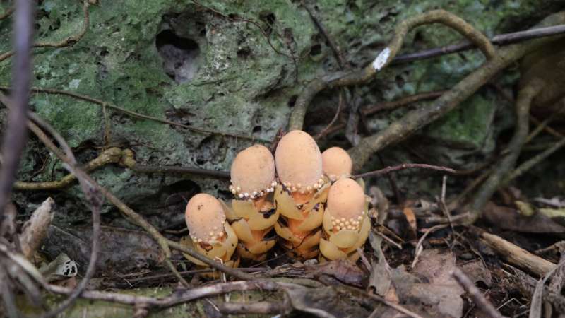 a plant that looks like mushrooms growing at the base of a tree