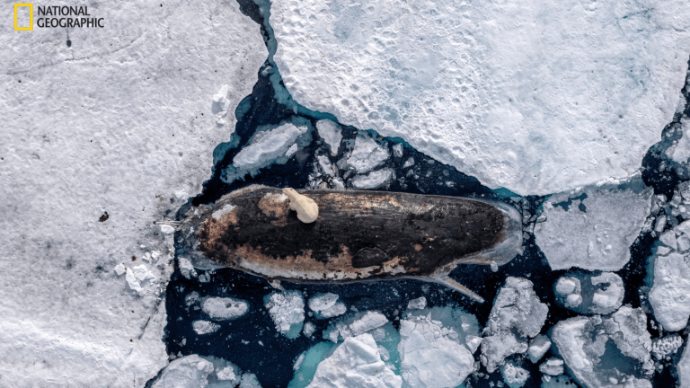 a dead sperm whale floats among ice while a polar bear floats on the whale