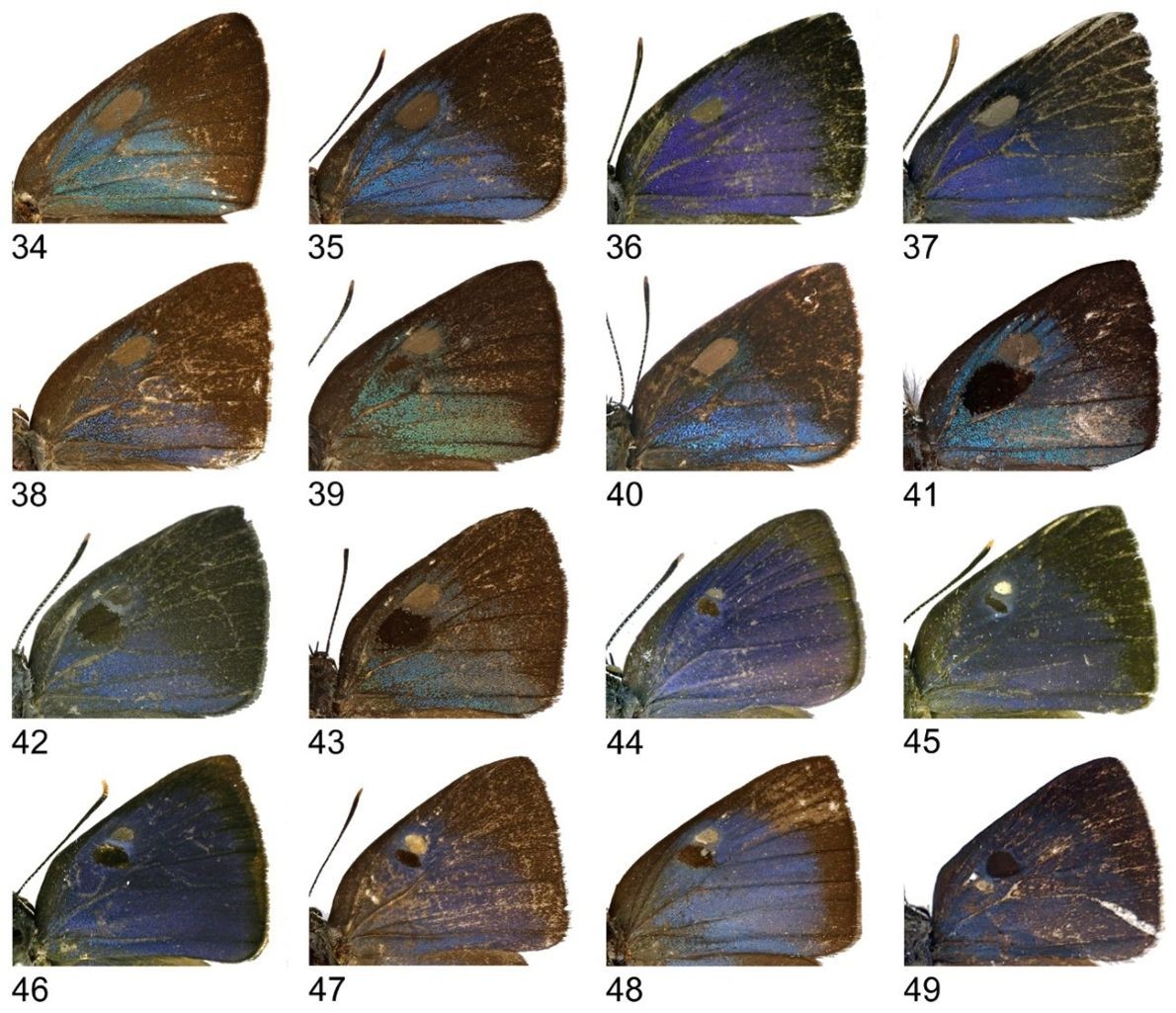 Plate illustrating the forewing androconia of 16 male butterflies in the Thereus genena species group, revealing distinctive scent-scale patterns used to differentiate the species.
