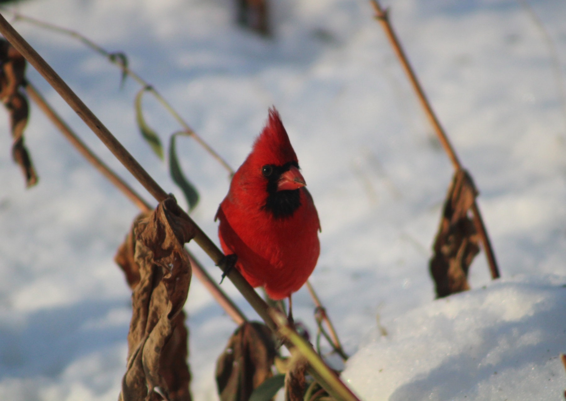 Red northern cardinal stands on a branch above the snow