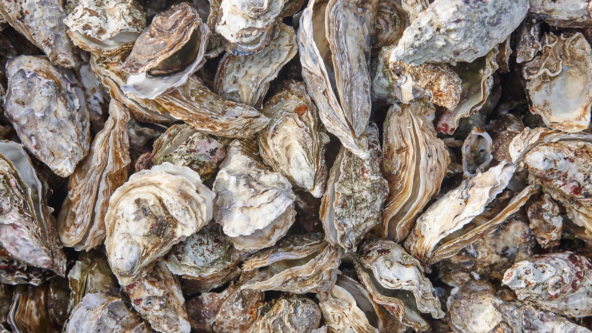 a big group of oysters still in the shell