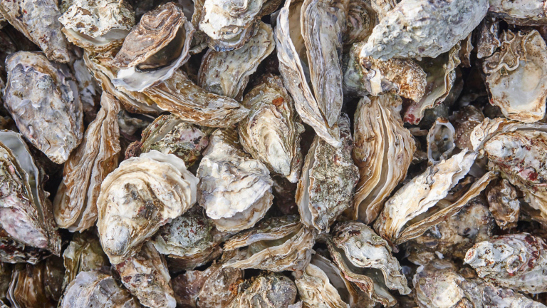 a big group of oysters still in the shell