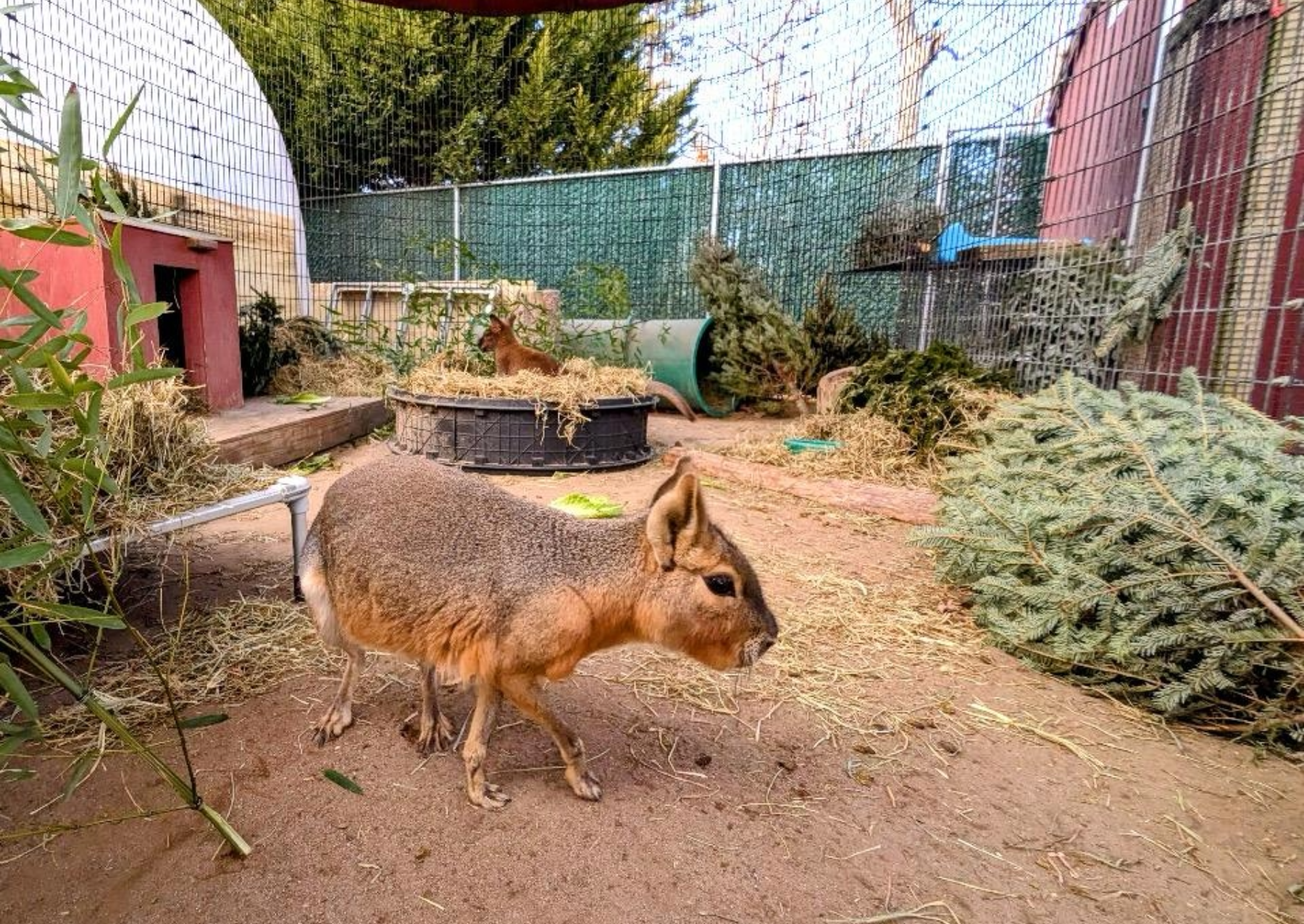 a large rodent walks by evergreen trees