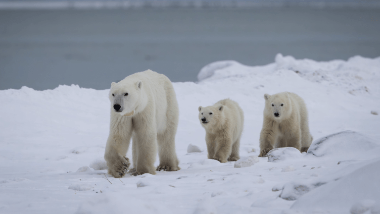a mother polar bear walking on ice with two cubs behind her
