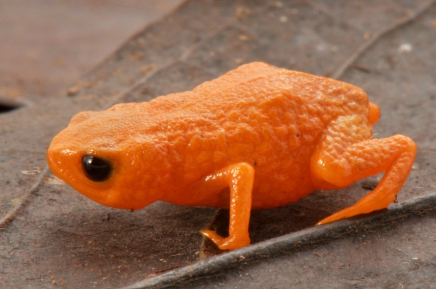 a small orange frog