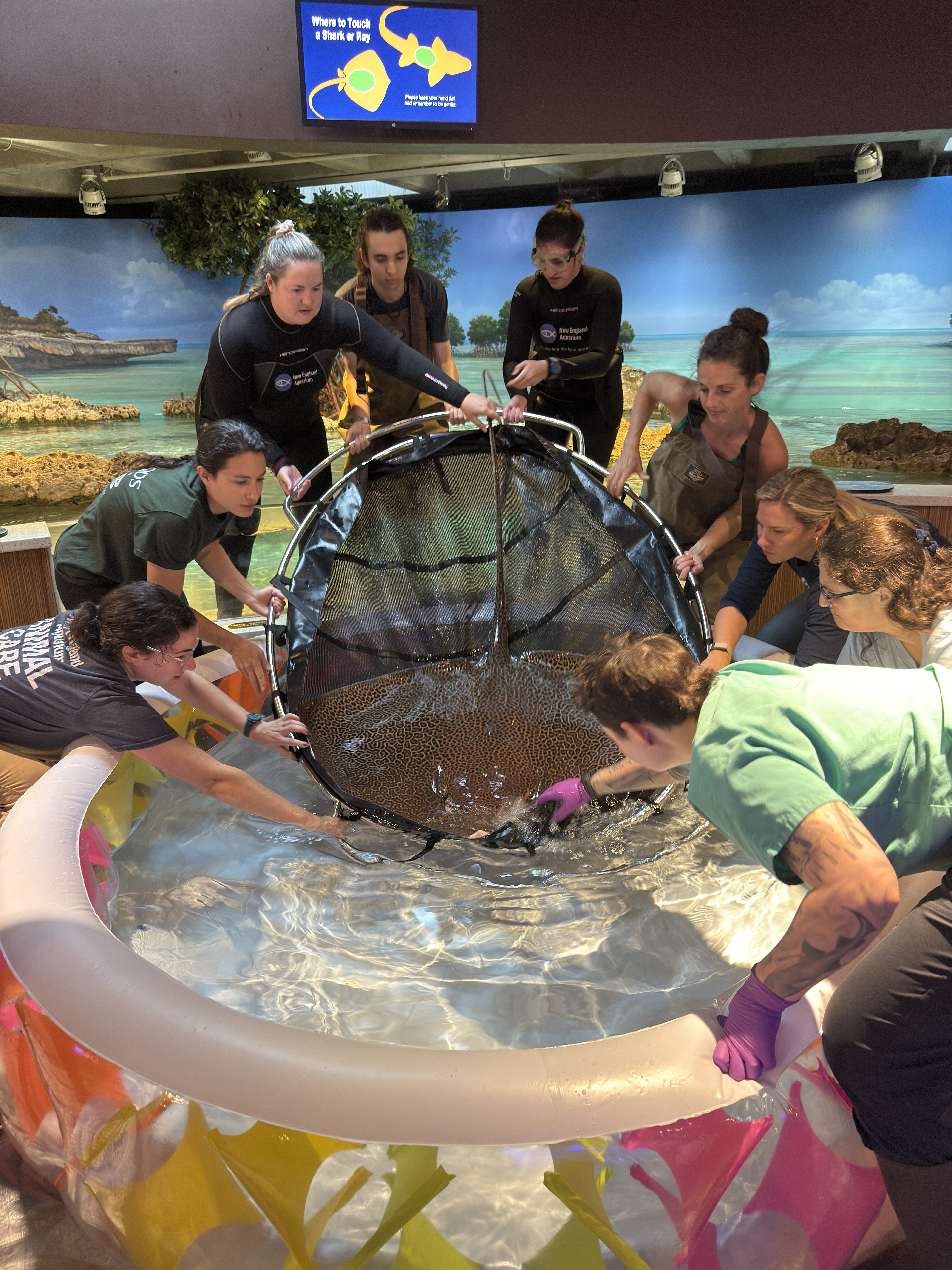 nine people help lower a large stingray into an inflatable pool for a check up
